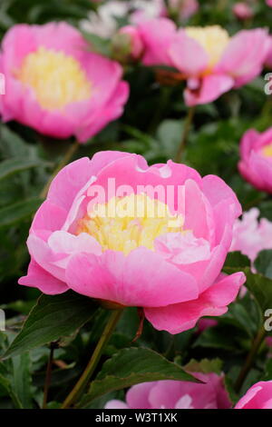 Paeonia lactiflora 'Mr G.F. Hemerik" Pfingstrose Blüte im Sommer - Juni. Großbritannien Stockfoto