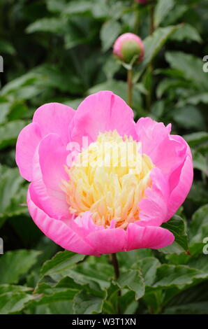 Paeonia lactiflora 'Mr G.F. Hemerik" Pfingstrose Blüte im Sommer - Juni. Großbritannien Stockfoto