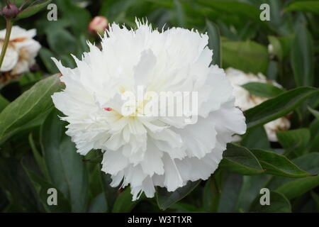 Pfingstrose Nahaufnahme. Paeonia lactiflora 'Shirley Temple' Pfingstrose blüht im Sommer - Juni. UK Stockfoto