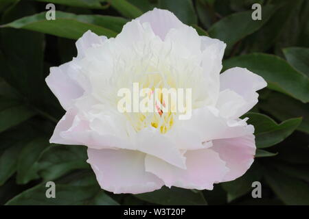 Olange die Paeonia lactiflora 'Pfingstrose Blüte im Sommer - Juni. Großbritannien Stockfoto