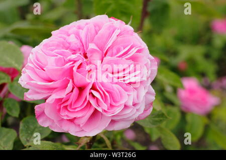 Rosa "Gertrude Jekyll" Englisch strauch Rose Blüte im Juni. David Austin Rose. Auch 'Ausbord'. Hauptversammlung Stockfoto