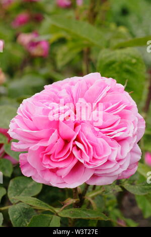 Rosa "Gertrude Jekyll" Englisch strauch Rose Blüte im Juni. David Austin Rose. Auch 'Ausbord'. Hauptversammlung Stockfoto