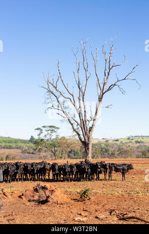 Vieh Angus und Wagyu auf dem Hof Weide mit Bäumen im Hintergrund auf schönen Sommertag. Stockfoto