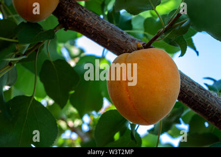 Reife Aprikosen hängt an einem Ast auf einem natürlichen Hintergrund Stockfoto