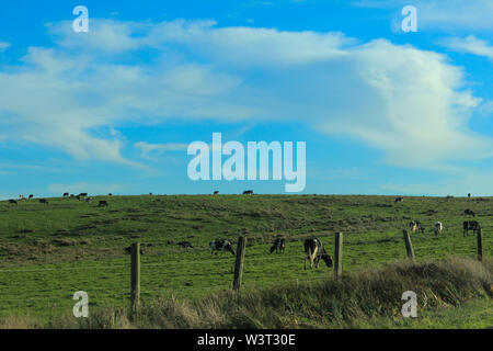 Point Reyes National Seashore, Marin County, Kalifornien Stockfoto