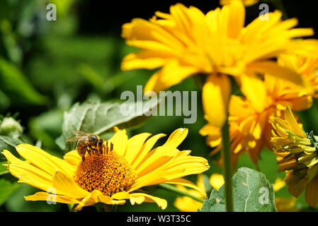 Biene sammelt Nektar von einer Blume im Garten Stockfoto