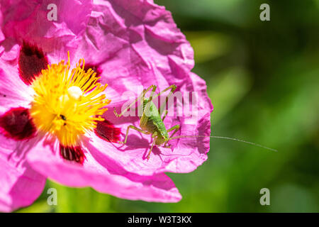 Grüne Heuschrecke ruht auf dem rosa Blütenblätter einer Blume orchidee Zistrosen (Cistus x purpureus) Stockfoto