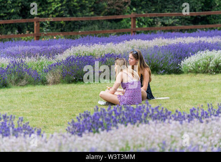 Zwei Damen sitzen auf dem Gras zwischen den Reihen von Lavendel, Stevenage, Herts GROSSBRITANNIEN Stockfoto