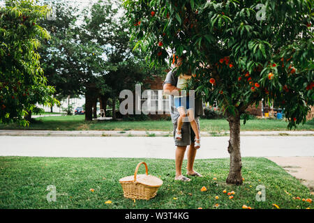 Großvater, Enkelin, Pfirsich vom Baum im Vorgarten zu holen Stockfoto