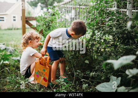 Jungen und Mädchen pflücken Tomaten aus dem Garten. Stockfoto