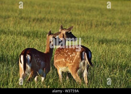 Damhirsch im Abendlicht Dama Dama Stockfoto