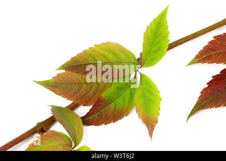 Multicolor Herbst Zweig der Trauben Blätter, parthenocissus subtomentosa Laub. Auf weissem Hintergrund. Nahaufnahme. Stockfoto