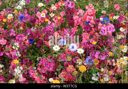 Wilde Blumen, Garten, Grenze, wildflower planting, bunt, Straßenrand, Hunstanton in voller Blüte, Norfolk, England Stockfoto