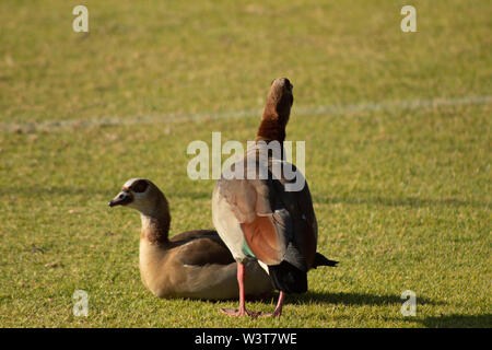 Zwei Gänse sitzt auf einem Rugby Feld, die es geniessen Stockfoto