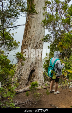 Eine junge Reisende in das Relikt Wald. Pisten der alten Anaga Gebirge auf der Insel Teneriffa. Riesige Lorbeeren und Heather Baum entlang narro Stockfoto