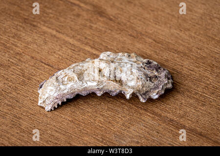 Tropic oyster Sea Shell, die in der australischen Nigaloo Riff Stockfoto
