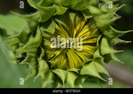 Nahaufnahme der neue gelbe Sonnenblumen Stockfoto