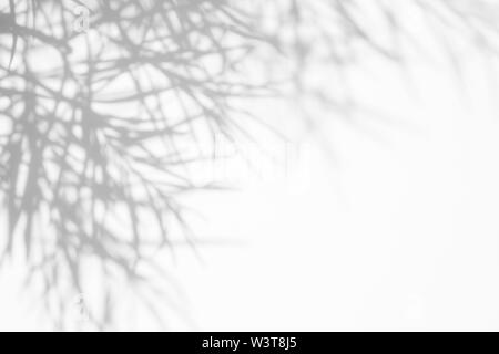 Graue Schatten des tdelicate dünnen Blättern auf eine weiße Wand. Abstrakten neutralen Charakter Konzept Hintergrund. Platz für Text. Stockfoto