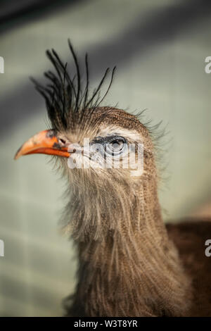 Ein Porträt eines rotbeinigen Seriema (Cariama cristata), auch bekannt als die Haubenkariama und Haubenkariama, stammt aus südamerikanischen Grasland. Stockfoto