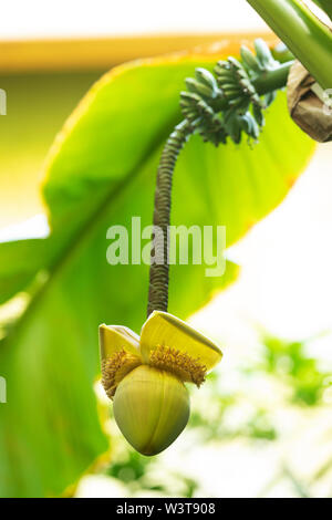 Die Blume von Musa basjoo, bekannt als japanische Banane, japanische Faserbanane oder robuste Banane. Die Frucht ist ungenießbar, aber Tuch wird aus den Fasern gemacht. Stockfoto