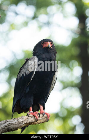 Ein in Afrika und Arabien heimischer Bateleur-Adler (Terathopius ecaudatus) thront auf einem Ast. Stockfoto