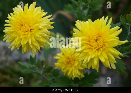 Schöne gelbe Blumen in einem botanischen Garten an einem sonnigen Tag Stockfoto