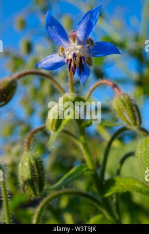 - Borretsch Borretsch - starflower. Eine Blüte und mehreren geschlossenen Knospen im Hintergrund. Stockfoto