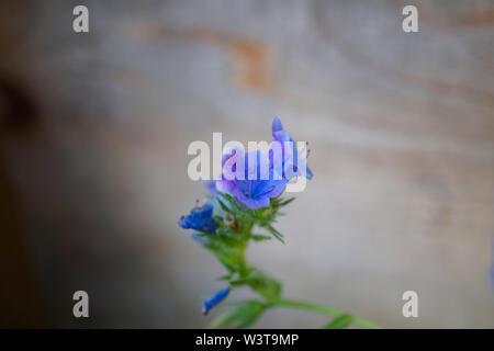 Schönen blauen's Viper bugloss - Echium vulgare - Blütenstand. Holz- Hintergrund. Stockfoto