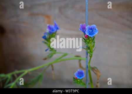 Blue Viper s bugloss - Echium vulgare - Blütenstand auf einem Zaun. Holz- Hintergrund. Stockfoto