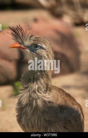 Ein Porträt eines rotbeinigen Seriema (Cariama cristata), auch bekannt als die Haubenkariama und Haubenkariama, stammt aus südamerikanischen Grasland. Stockfoto