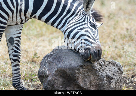 Verschiedene Wildtiere sind in der Serengeti, Tansania, Afrika einschließlich Elefanten, Zebras, Nilpferde, Vögel, Gnus, Nilkrokodile, Adler und Leoparden gesehen. Stockfoto