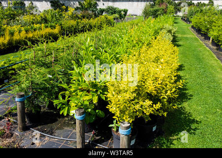 Heckenpflanzen liguster Laurel und Tanne im Verkauf bei der im Eggleston ummauerten Garten Center Durham England Großbritannien Stockfoto