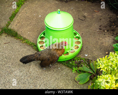 Eine freie Strecke Bantam Henne essen Samen aus einer Zuführung in einem Gartencenter. Stockfoto