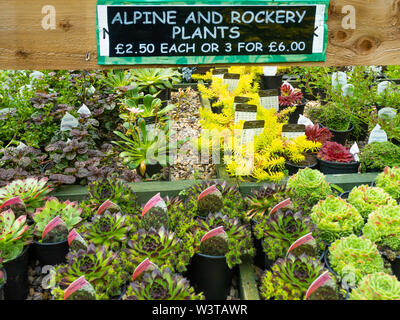 Alpine und Steingarten Pflanzen für den Verkauf in einem North Yorkshire Garten im Sommer Stockfoto