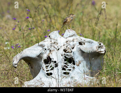 Verschiedene Wildtiere sind in der Serengeti, Tansania, Afrika einschließlich Elefanten, Zebras, Nilpferde, Vögel, Gnus, Nilkrokodile, Adler und Leoparden gesehen. Stockfoto