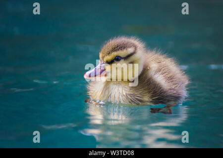 Baby Mallard Entlein mit gelben fuzzy Federn und glänzenden Schnabel schwebt im blauen Pool. Stockfoto