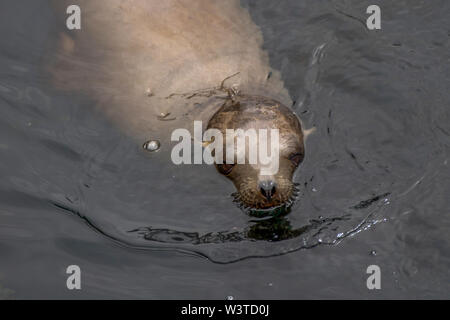 Sea Lion aus Ocean closeup in Monterey, Kalifornien Stockfoto