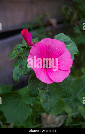 Makro geschossen von einem schönen rosa Wiese Blume voll erblühte. Stockfoto