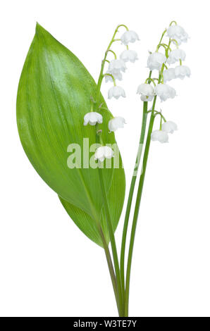 Convallaria majalis Blumen auf weißem Hintergrund Stockfoto