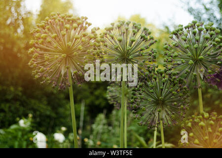 Sphärische Allium Purple Sensation hat in einem Blumenbeet im Garten in einem hellen, sonnigen Tag verblasst. Close-up dekorative Blüte Blütenstand niederländische Garl Stockfoto