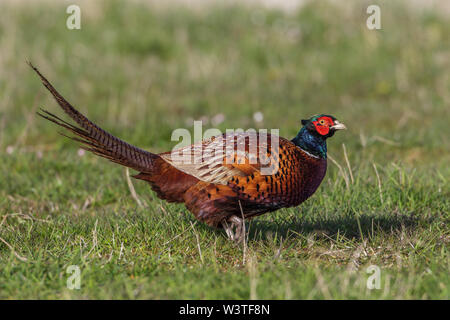 Gemeinsame Fasan Fasan (Phasianus colchicus) Männchen Stockfoto