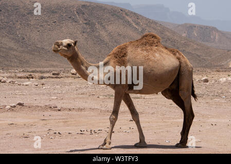 Oman und Dhofar region, Hauptstadt von Salalah. Wild camel entlang der Straße in Salalah. Stockfoto