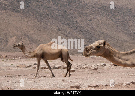 Oman und Dhofar region, Hauptstadt von Salalah. Wilde Kamele auf dem Weg in Salalah. Stockfoto