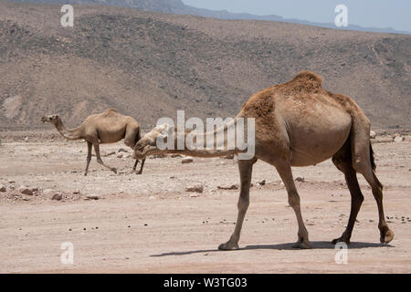 Oman und Dhofar region, Hauptstadt von Salalah. Wilde Kamele auf dem Weg in Salalah. Stockfoto