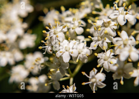 Elderflowers weiß in der Nahaufnahme Stockfoto