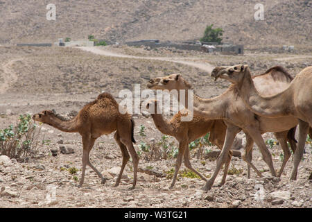 Oman und Dhofar region, Hauptstadt von Salalah. Wilde Kamele auf dem Weg in Salalah. Stockfoto