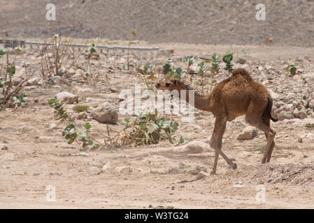 Oman und Dhofar region, Hauptstadt von Salalah. Wilde Kamele auf dem Weg in Salalah. Stockfoto