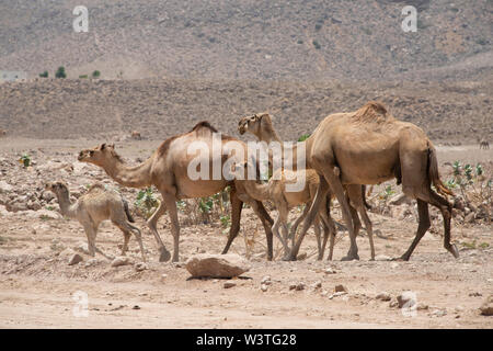Oman und Dhofar region, Hauptstadt von Salalah. Wilde Kamele auf dem Weg in Salalah. Stockfoto