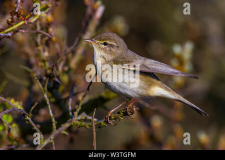 Fitis, Fitis (Phylloscopus trochilus) Stockfoto