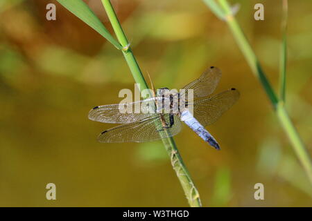 Black-tailed Skimmer (Orthetrum Cancellatum) in Ruhe auf einem Schaft Stockfoto